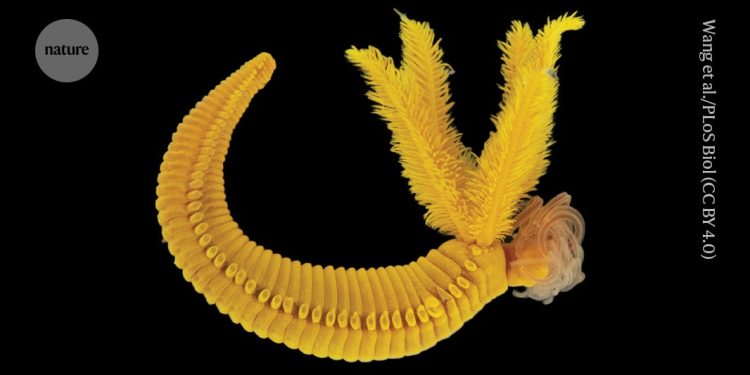 Este gusano de aguas profundas crea un pigmento amarillo tóxico que se encuentra en las pinturas Rembrandt y Cézanne