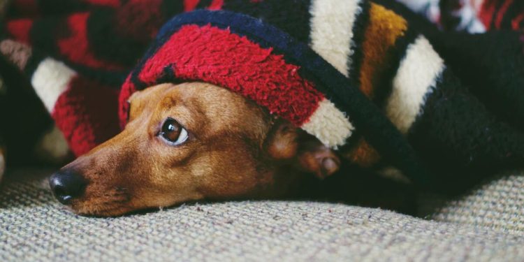 Mejor manta eléctrica en 2025 (Reino Unido)