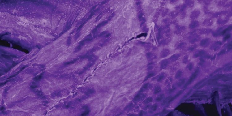 Tatuajes imposiblemente intrincados que se encuentran en 'Ice Mummy' de 2.000 años de antigüedad