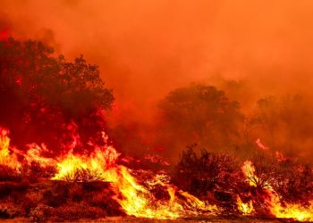 ¿Ayudarán más caminos en los bosques nacionales contra los incendios forestales? : NPR