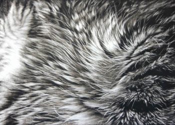 Una exposición de Sprrrawling de MeowsterPieces de gato con temática de gatos