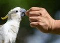 Las cacatúas en peligro de extinción crítica se refugian en Hong Kong mientras los conservacionistas corren para salvarlos