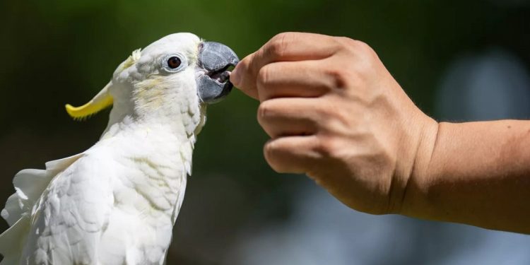 Las cacatúas en peligro de extinción crítica se refugian en Hong Kong mientras los conservacionistas corren para salvarlos