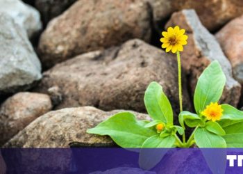 Por qué la resiliencia es la métrica más subestimada en el éxito de inicio