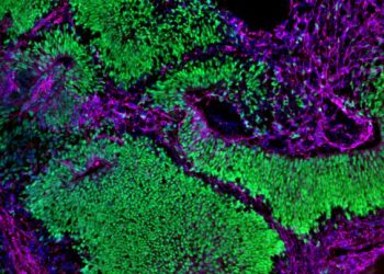 NIH establece el primer centro de desarrollo organoide dedicado de la nación para reducir la dependencia del modelado de animales