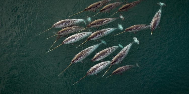 ¿Faciles ou difficiles? Preguntas de Huit Pour Agiter ses Méninges