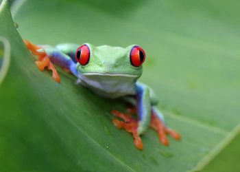 JFrog anuncia 'Repo de agente' para el desarrollo impulsado por la IA