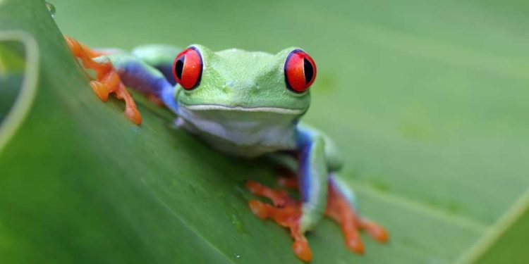 JFrog anuncia 'Repo de agente' para el desarrollo impulsado por la IA