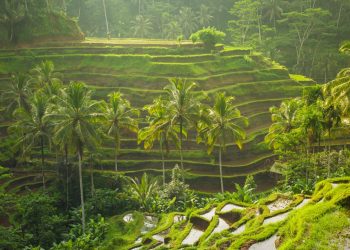 Volando a Bali? Esta aplicación ahora es obligatoria para todos los visitantes.