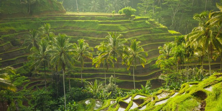 Volando a Bali? Esta aplicación ahora es obligatoria para todos los visitantes.