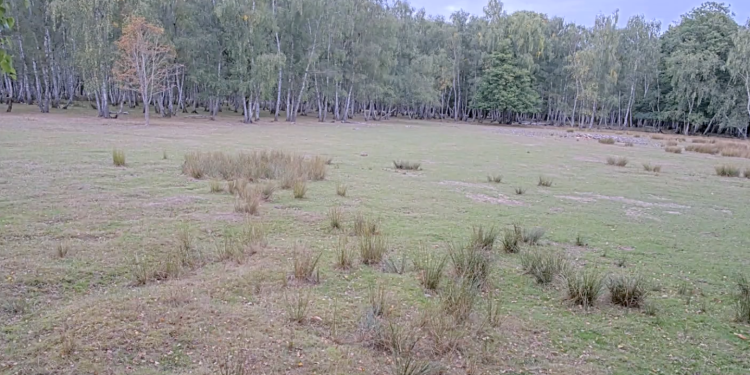 Devant Le Plus Long Live Animalier de France, Les Vertus Antistress de la «Slow Télé»