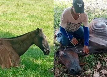 'Están Muriéndosa por Enfirmedades, lesiones y Hambre'