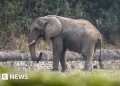 La vida solitaria y la muerte del único elefante africano de Delhi