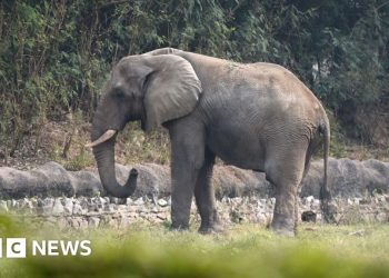 La vida solitaria y la muerte del único elefante africano de Delhi