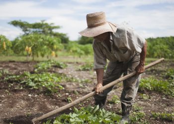 Crítica a la Baja de Las Retenciones | De la mesa agroalimentaria argentina