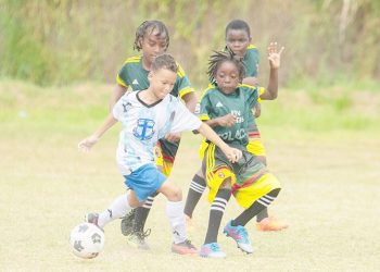 Tribunales Optical Pee Wee fútbol comienza el sábado en Moe