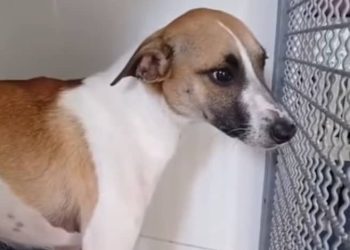 «Se Orina Con Solo Tocarlo» Así Devuelven a Cachaco Después de dos Meses de Haber Sido Adoptado