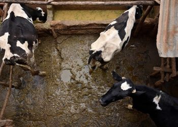 El desarrollo de los bancos de desarrollo financiando el ganado industrial a pesar de las promesas climáticas '