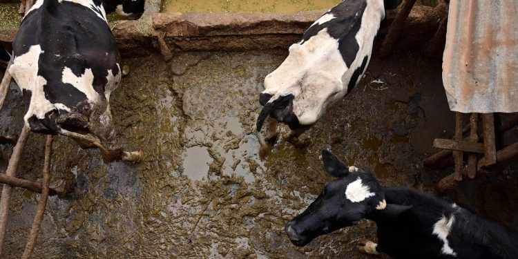 El desarrollo de los bancos de desarrollo financiando el ganado industrial a pesar de las promesas climáticas '