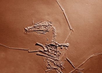 El estuche de pterosaurio de 150 millones de años finalmente se ha resuelto