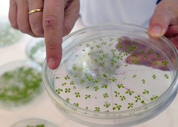 La nueva vía diseñada en plantas les permite absorber más co₂