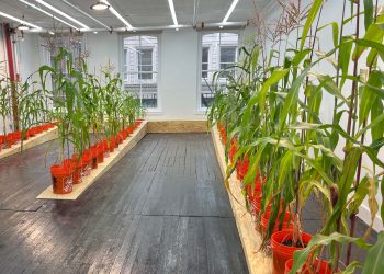 Un maicenas crece en Soho