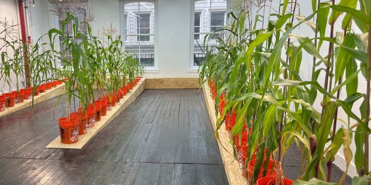 Un maicenas crece en Soho