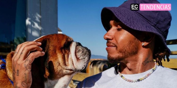 Roscoe, El inseparable Bulldog Vegano que Acompañó A Lewis Hamilton 12 Años