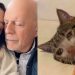 La Esposa de Bruce Willis Reveló la desgarradora Razón para Alejarlo de su familia y si… es imposible sin llorar