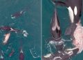 Por Primera Vez Registro Ataques de Orcas A Una Ballena Franca Austral