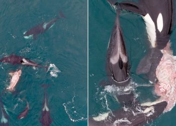 Por Primera Vez Registro Ataques de Orcas A Una Ballena Franca Austral