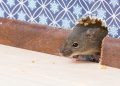 Le pregunté a los expertos en plagas qué necesito comprar para evitar ratones en mi casa; esto es lo que recomiendan