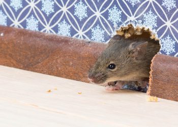 Le pregunté a los expertos en plagas qué necesito comprar para evitar ratones en mi casa; esto es lo que recomiendan