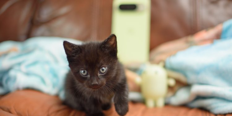 El Pixel 10 Pro fue el teléfono de fectas de ronroneos para rescatar a los gatitos, con la ayuda de Géminis Live … y mi veterinario