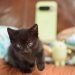 El Pixel 10 Pro fue el teléfono de fectas de ronroneos para rescatar a los gatitos, con la ayuda de Géminis Live … y mi veterinario