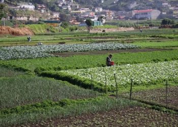 TLC Con Guatemala Impulsará Inversión en sectores