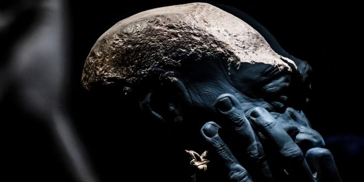 Les Premiers Fosiles de L'Homme de Java vont être Restitués par les pays-Bas à l'Indonésie