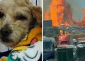 ¿Qué Pasó con Cereza? La perrita embarazada que fue rescatada tras la explosión en iztapalapa