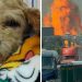 ¿Qué Pasó con Cereza? La perrita embarazada que fue rescatada tras la explosión en iztapalapa