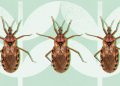 Enfermedad de Chagas, propagado besando insectos, ahora endémico de los Estados Unidos