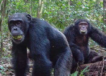Los chimpancés consumen el alcohol equivalente a casi 2 bebidas al día