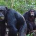 Los chimpancés consumen el alcohol equivalente a casi 2 bebidas al día
