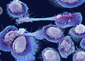 La nueva célula inmune en ratones sugiere por qué la inflamación se dispara con la vejez