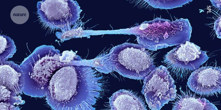 La nueva célula inmune en ratones sugiere por qué la inflamación se dispara con la vejez