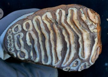 Comunidad bacteriana descubierta en la boca del antiguo mamífero