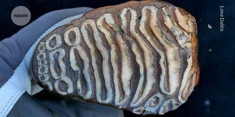 Comunidad bacteriana descubierta en la boca del antiguo mamífero