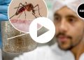 Dentro de una fábrica de mosquitos