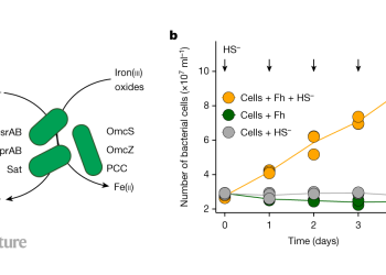 Los microbios que respiran el hierro podrían tener un papel en el ciclo de azufre