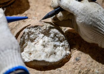 Huevo de dinosaurio fechado directamente por primera vez