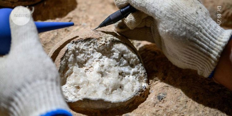 Huevo de dinosaurio fechado directamente por primera vez